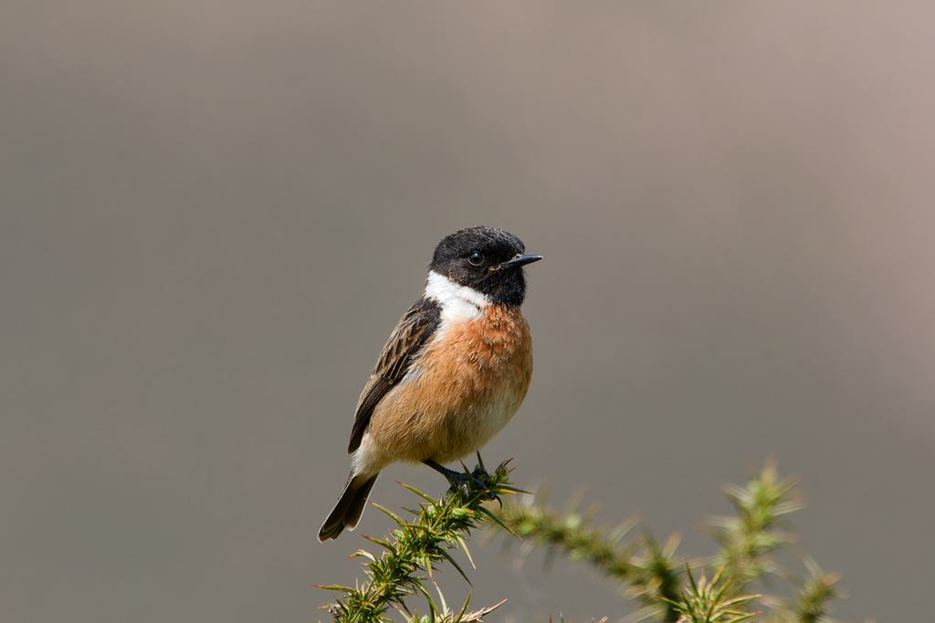 Stonechat